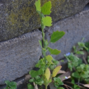 Chenopodium album at Wamboin, NSW - 22 Apr 2020