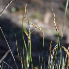 Lepidosperma laterale at Wamboin, NSW - 22 Apr 2020