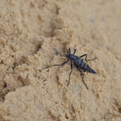 Boreoides subulatus (Wingless Soldier Fly) at Wamboin, NSW - 27 Apr 2020 by natureguy