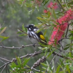 Phylidonyris novaehollandiae (New Holland Honeyeater) at Wamboin, NSW - 28 Apr 2020 by natureguy