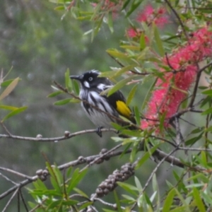 Phylidonyris novaehollandiae at Wamboin, NSW - 28 Apr 2020