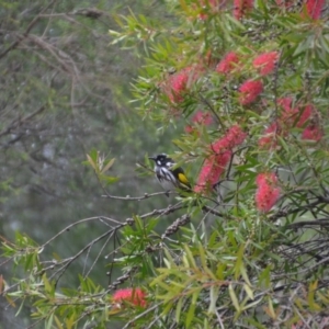 Phylidonyris novaehollandiae at Wamboin, NSW - 28 Apr 2020