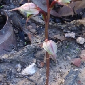 Acianthus fornicatus at Brooman, NSW - suppressed