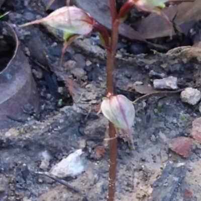 Acianthus fornicatus (Pixie-caps) at South Brooman State Forest - 28 Jun 2020 by MandyCorcorax