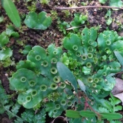 Marchantia polymorpha (Common liverwort) at Morton National Park - 28 Jun 2020 by MandyCorcorax