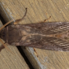 Oxycanus silvanus (Pale Oxycanus) at Ainslie, ACT - 29 Jun 2020 by jb2602