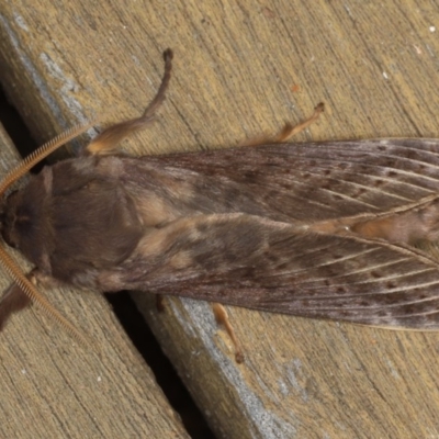 Oxycanus silvanus (Pale Oxycanus) at Ainslie, ACT - 29 Jun 2020 by jb2602