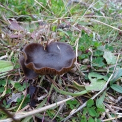 Unidentified Cap on a stem; gills below cap [mushrooms or mushroom-like] at Mount Mugga Mugga - 29 Jun 2020 by Mike