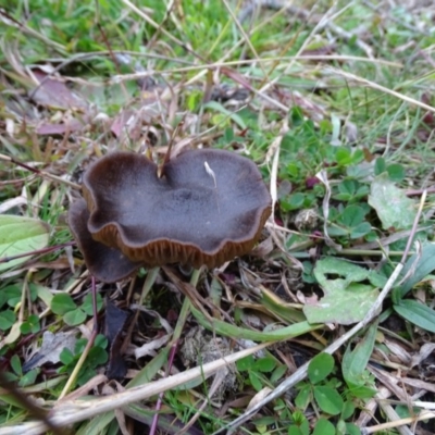 Unidentified Cap on a stem; gills below cap [mushrooms or mushroom-like] at Mount Mugga Mugga - 29 Jun 2020 by Mike