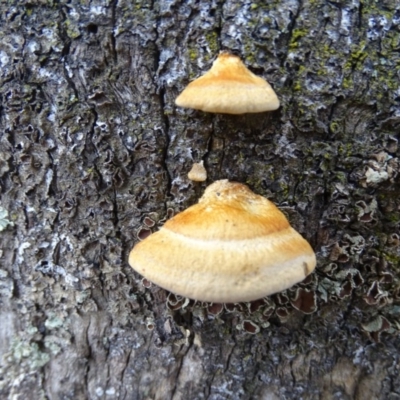 Truncospora ochroleuca at Symonston, ACT - 29 Jun 2020 by Mike