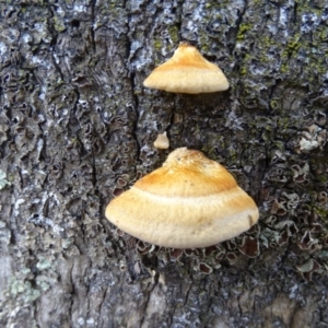 Truncospora ochroleuca at Symonston, ACT - 29 Jun 2020