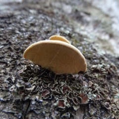 Truncospora ochroleuca at Symonston, ACT - 29 Jun 2020