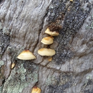 Truncospora ochroleuca at Symonston, ACT - 29 Jun 2020