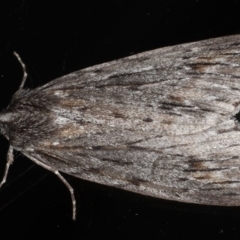 Chlenias banksiaria group (A Geometer moth) at Ainslie, ACT - 29 Jun 2020 by jbromilow50