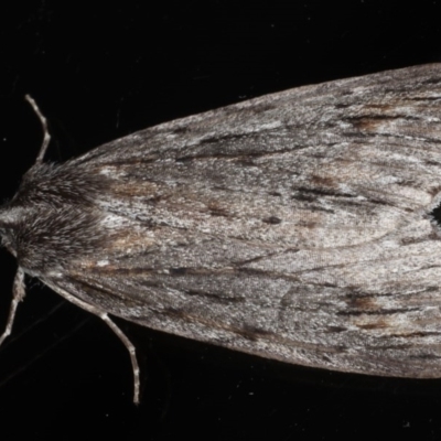 Chlenias banksiaria group (A Geometer moth) at Ainslie, ACT - 29 Jun 2020 by jbromilow50