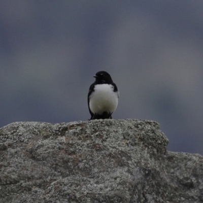 Rhipidura leucophrys (Willie Wagtail) at Tharwa, ACT - 29 Jun 2020 by RodDeb