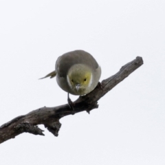 Ptilotula penicillata (White-plumed Honeyeater) at Tharwa, ACT - 29 Jun 2020 by RodDeb