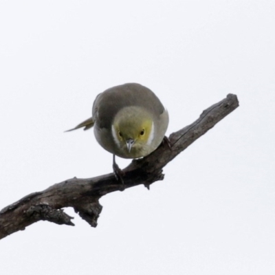 Ptilotula penicillata (White-plumed Honeyeater) at Tharwa, ACT - 29 Jun 2020 by RodDeb