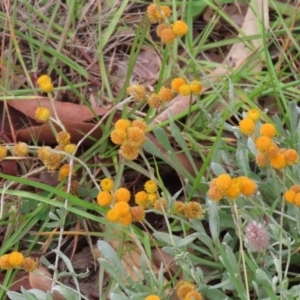 Chrysocephalum apiculatum at Tharwa, ACT - 29 Jun 2020