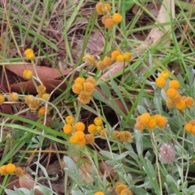 Chrysocephalum apiculatum (Common Everlasting) at Tharwa, ACT - 29 Jun 2020 by RodDeb