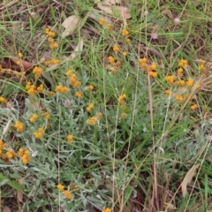 Chrysocephalum apiculatum at Tharwa, ACT - 29 Jun 2020