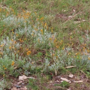 Chrysocephalum apiculatum at Tharwa, ACT - 29 Jun 2020