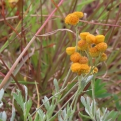 Chrysocephalum apiculatum at Tharwa, ACT - 29 Jun 2020