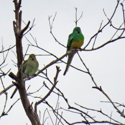 Psephotus haematonotus (Red-rumped Parrot) at Tharwa, ACT - 29 Jun 2020 by RodDeb