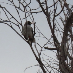 Manorina melanocephala (Noisy Miner) at Tharwa, ACT - 29 Jun 2020 by RodDeb