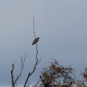 Manorina melanocephala at Tharwa, ACT - 29 Jun 2020