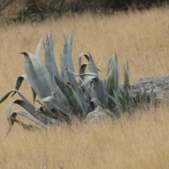 Agave americana (Century Plant) at Tharwa, ACT - 29 Jun 2020 by RodDeb