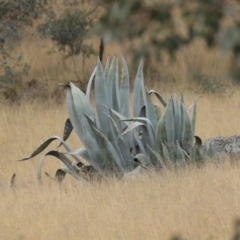 Agave americana at Tharwa, ACT - 29 Jun 2020 12:32 PM