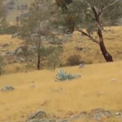 Agave americana at Tharwa, ACT - 29 Jun 2020 12:32 PM