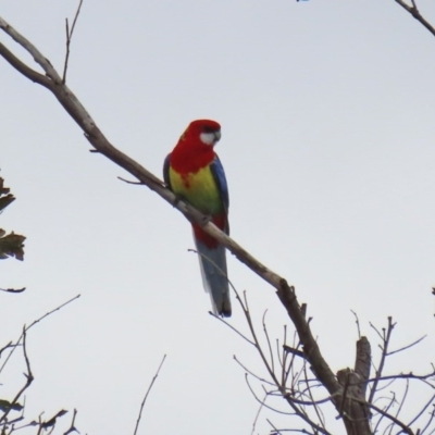 Platycercus eximius (Eastern Rosella) at Tharwa, ACT - 29 Jun 2020 by RodDeb