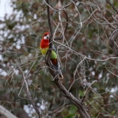 Platycercus eximius at Tharwa, ACT - 29 Jun 2020