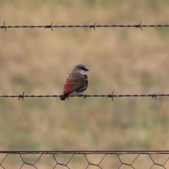 Stagonopleura guttata (Diamond Firetail) at Tharwa, ACT - 29 Jun 2020 by RodDeb