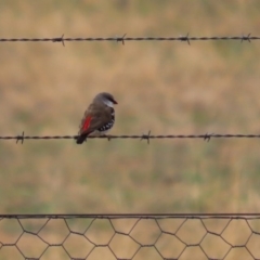 Stagonopleura guttata at Tharwa, ACT - 29 Jun 2020