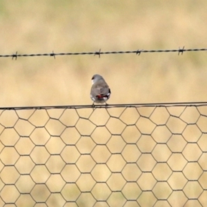 Stagonopleura guttata at Tharwa, ACT - 29 Jun 2020