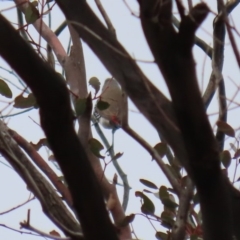 Stagonopleura guttata at Tharwa, ACT - 29 Jun 2020