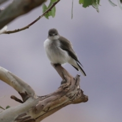 Microeca fascinans (Jacky Winter) at Tharwa, ACT - 29 Jun 2020 by RodDeb