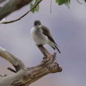 Microeca fascinans at Tharwa, ACT - 29 Jun 2020