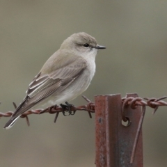 Microeca fascinans at Tharwa, ACT - 29 Jun 2020