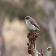 Microeca fascinans at Tharwa, ACT - 29 Jun 2020