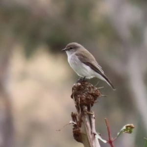 Microeca fascinans at Tharwa, ACT - 29 Jun 2020