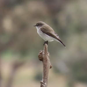 Microeca fascinans at Tharwa, ACT - 29 Jun 2020 01:09 PM