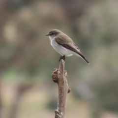 Microeca fascinans at Tharwa, ACT - 29 Jun 2020