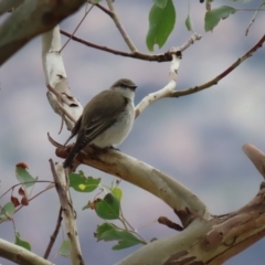 Microeca fascinans at Tharwa, ACT - 29 Jun 2020 01:09 PM