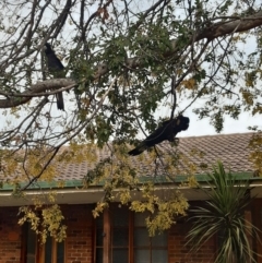 Zanda funerea (Yellow-tailed Black-Cockatoo) at Banks, ACT - 30 Jun 2020 by Courtz