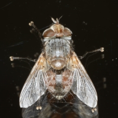 Tritaxys sp. (genus) (A bristle fly) at Ainslie, ACT - 25 Nov 2019 by jb2602