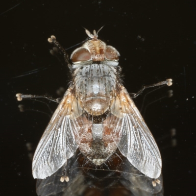 Tritaxys sp. (genus) (A bristle fly) at Ainslie, ACT - 25 Nov 2019 by jb2602